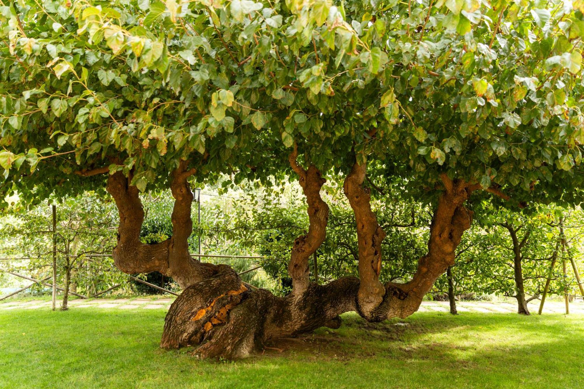 גוביו Agriturismo I Gelsi Di Santa Cristina מראה חיצוני תמונה